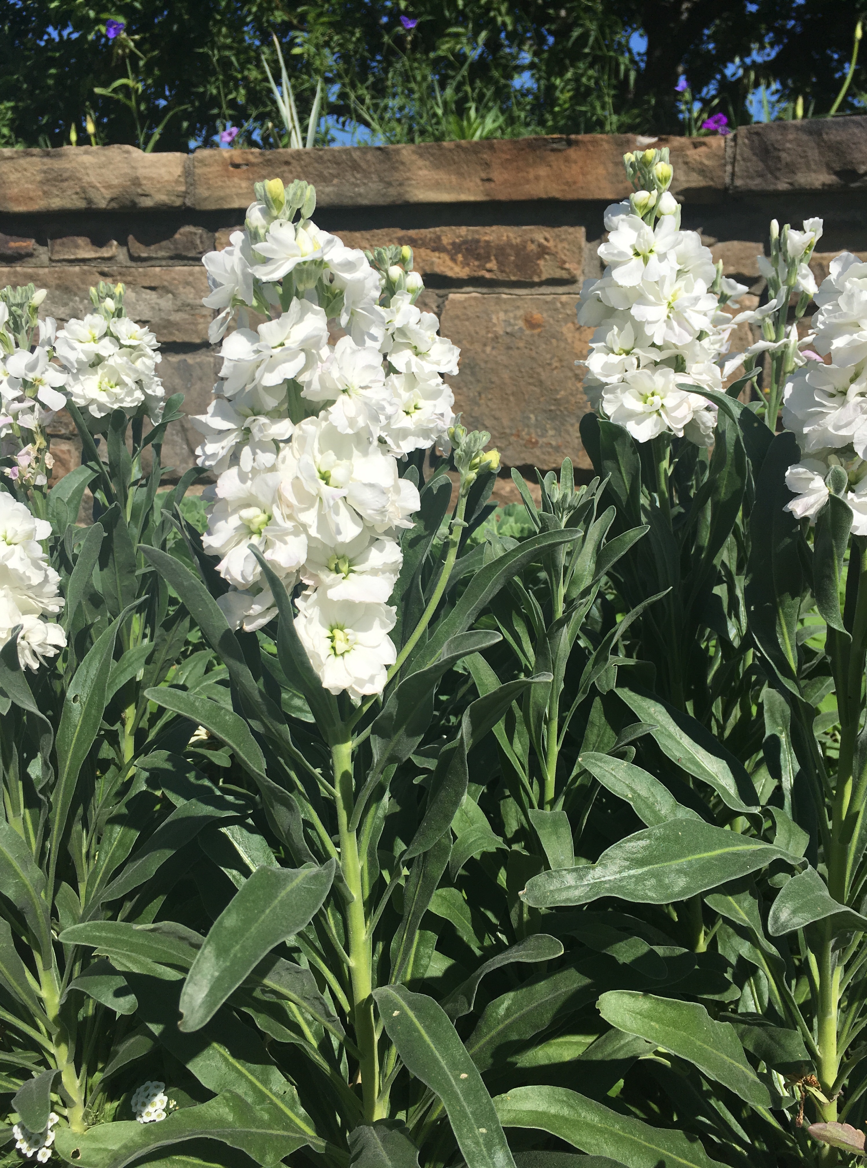 White flowers atop a tall green stem in front of a brown stone wall